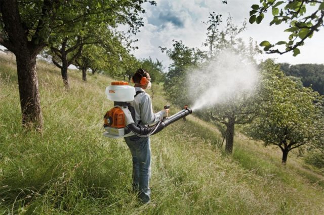 Fertilizing cherries in spring: before, during and after flowering for a better harvest