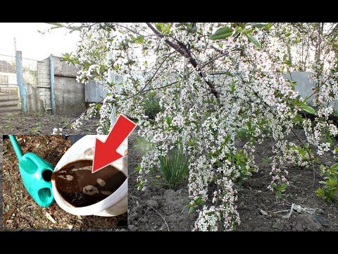 Fertilizing cherries in spring: before, during and after flowering for a better harvest