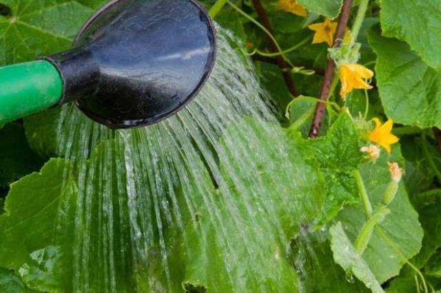 Fertilizing cucumbers with organic fertilizers 