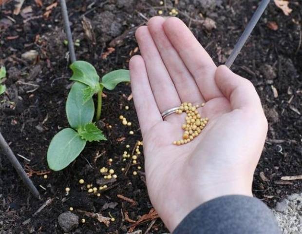 Fertilizing cucumbers with organic fertilizers 