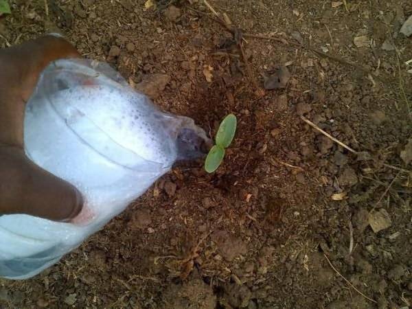 Fertilizing cucumbers with organic fertilizers 