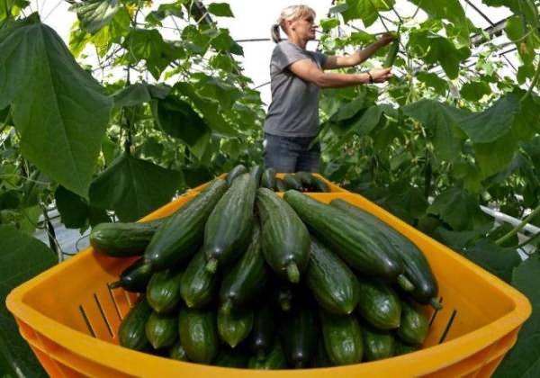 Fertilizing cucumbers with organic fertilizers 