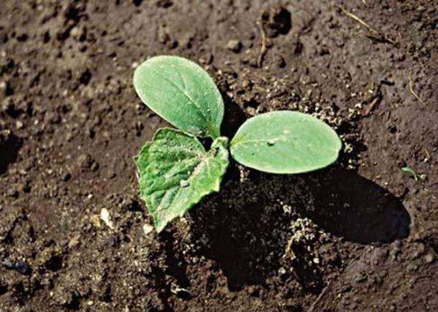 Fertilizing cucumbers with organic fertilizers 