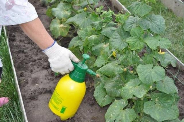 Fertilizing cucumbers with organic fertilizers 