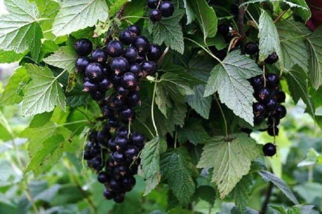 Fertilizing currants in autumn 