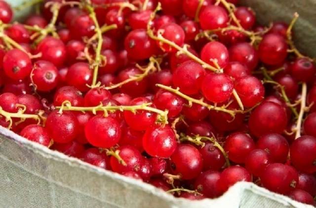 Fertilizing currants in autumn 