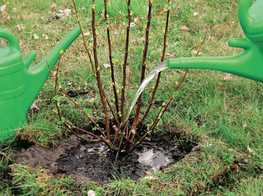 Fertilizing currants in autumn 