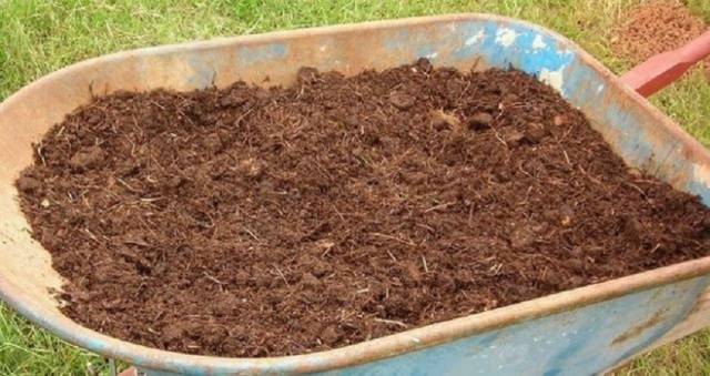 Fertilizing currants in autumn 