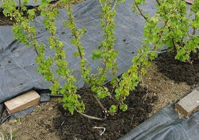 Fertilizing currants in autumn 