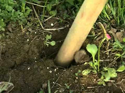 Fertilizing currants in autumn 