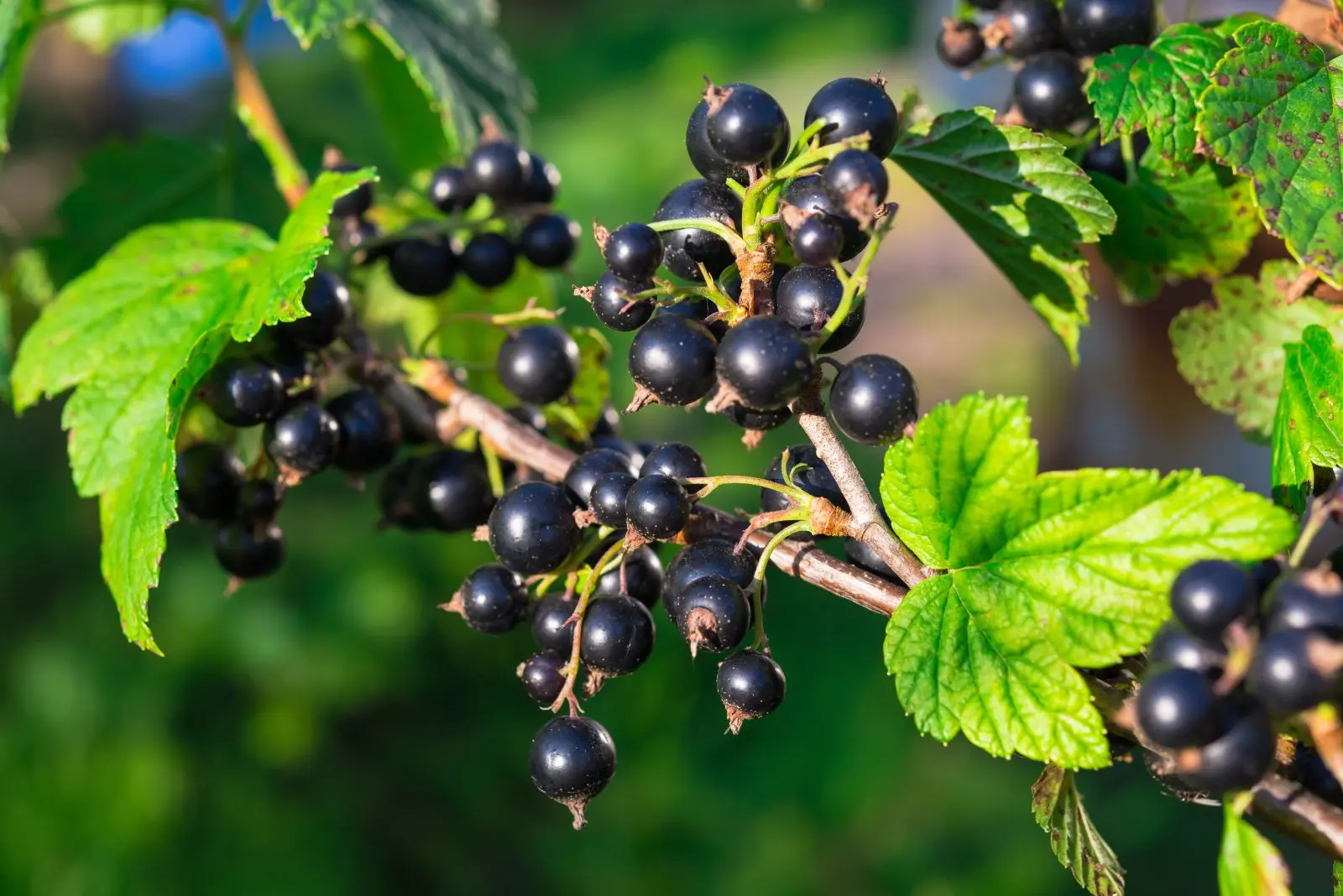 Fertilizing currants in autumn 