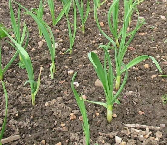 Fertilizing garlic when planting 