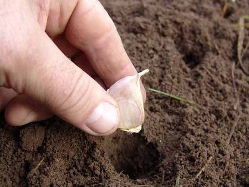 Fertilizing garlic when planting 