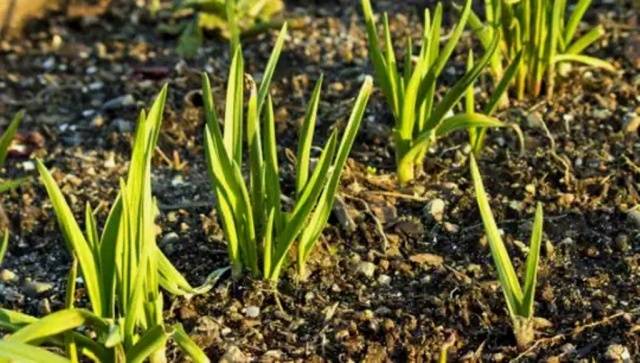 Fertilizing garlic when planting 