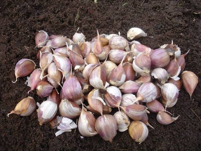 Fertilizing garlic when planting 