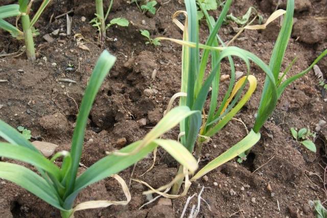 Fertilizing garlic when planting 