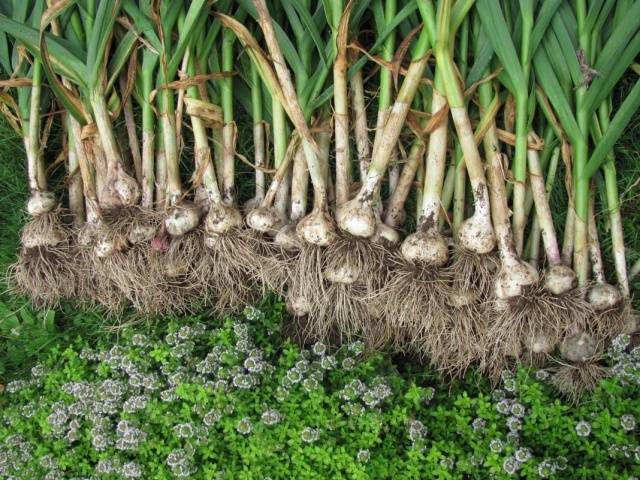 Fertilizing garlic when planting 