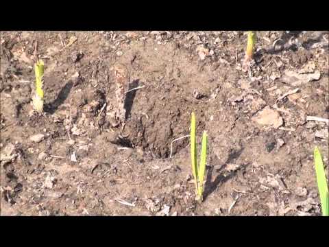 Fertilizing garlic when planting 