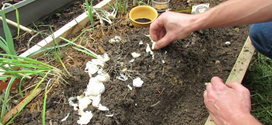 Fertilizing garlic when planting 