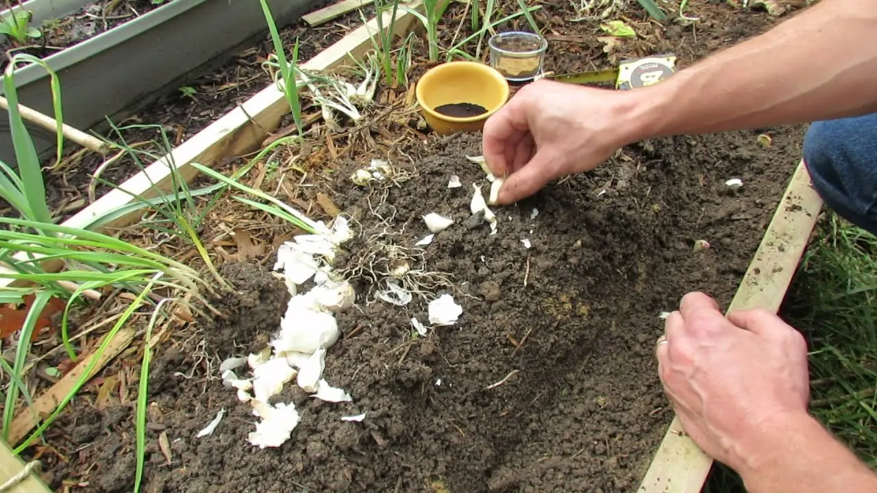 Fertilizing garlic when planting 