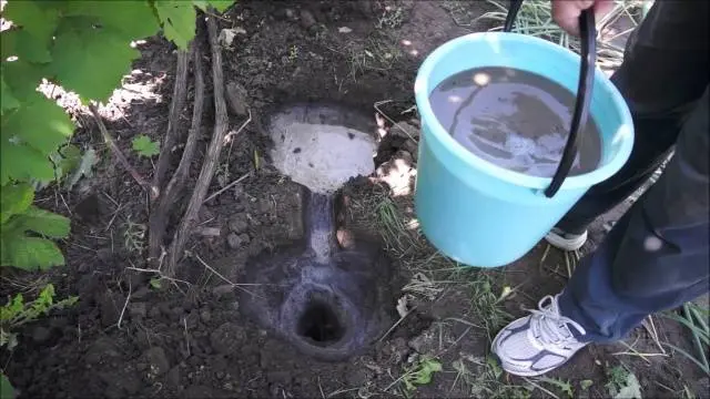 Fertilizing grapes in autumn