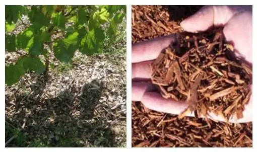 Fertilizing grapes in autumn