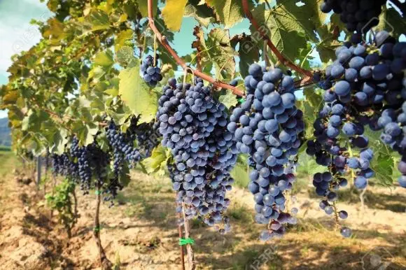 Fertilizing grapes in autumn