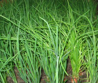 Fertilizing onions with yeast