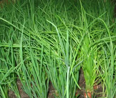 Fertilizing onions with yeast