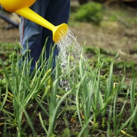 Fertilizing onions with yeast