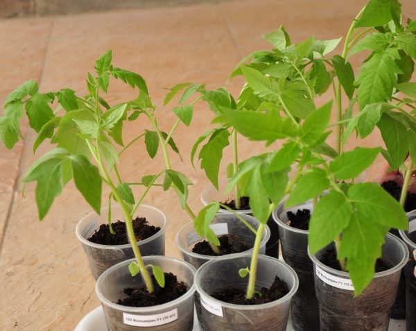 Fertilizing seedlings with yeast: the best recipes and tips