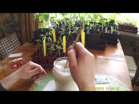 Fertilizing seedlings with yeast: the best recipes and tips