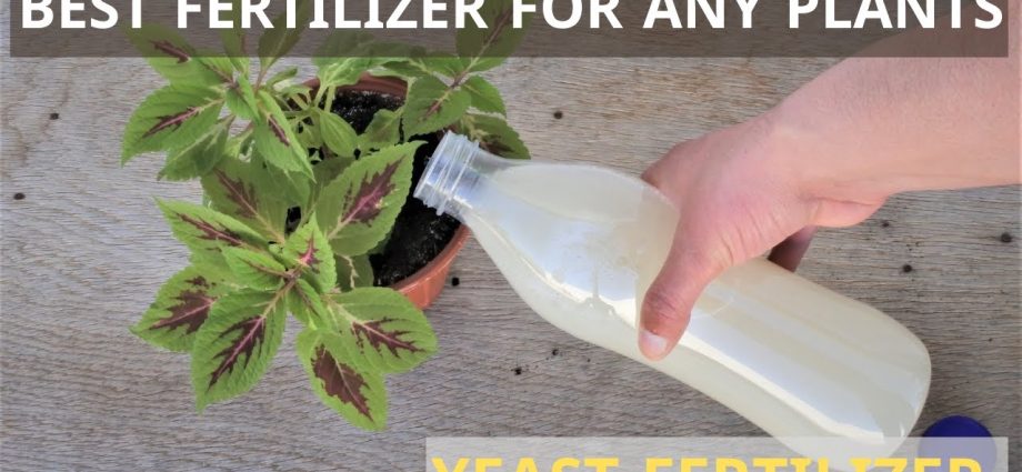 Fertilizing seedlings with yeast: the best recipes and tips