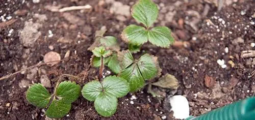 Fertilizing strawberries in spring