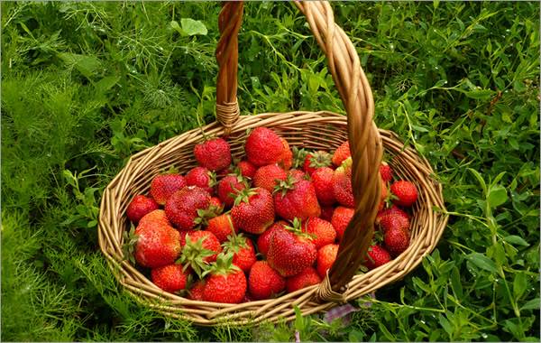 Fertilizing strawberries in spring