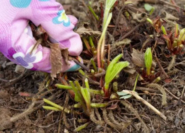 Fertilizing strawberries in spring