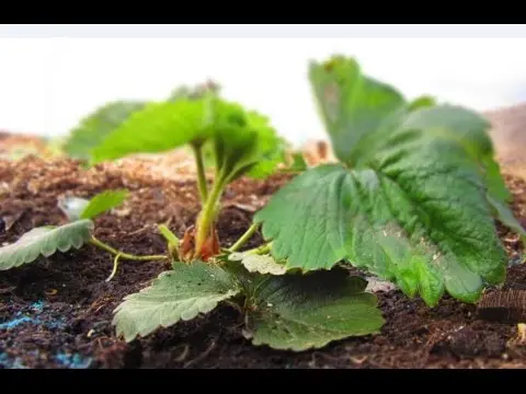 Fertilizing strawberries in spring