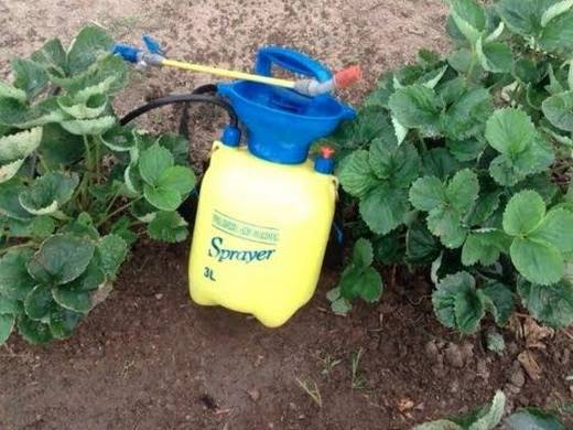 Fertilizing strawberries in spring