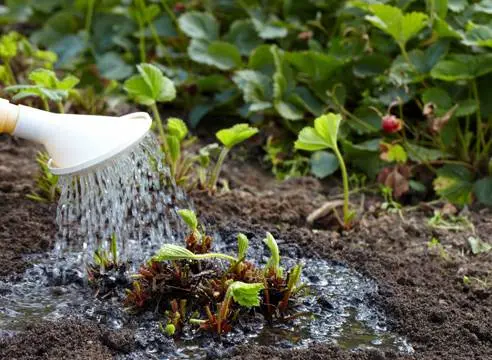 Fertilizing strawberries in spring