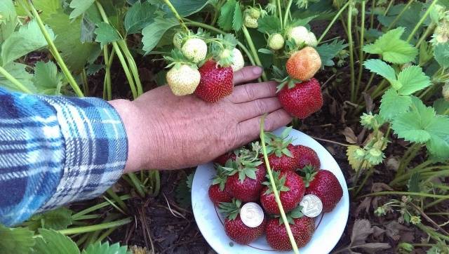 Fertilizing strawberries in spring