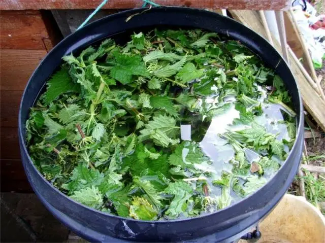 Fertilizing strawberries in spring