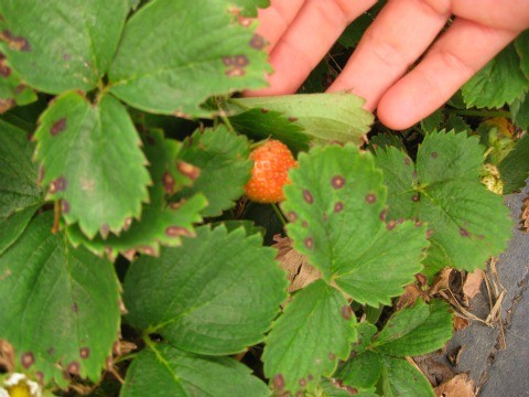 Fertilizing strawberries in spring