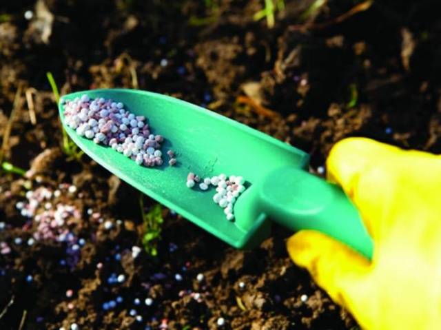 Fertilizing tomatoes with phosphorus