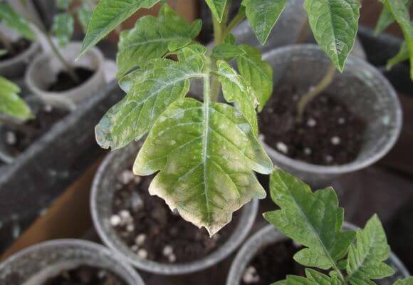 Fertilizing tomatoes with phosphorus