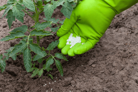 Fertilizing tomatoes with phosphorus