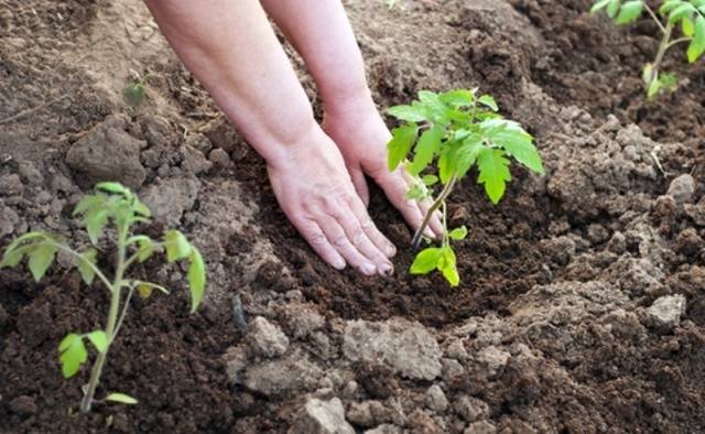 Fertilizing tomatoes with phosphorus