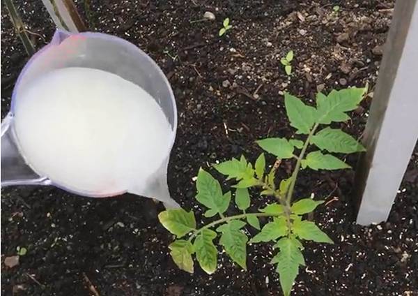 Fertilizing tomatoes with phosphorus