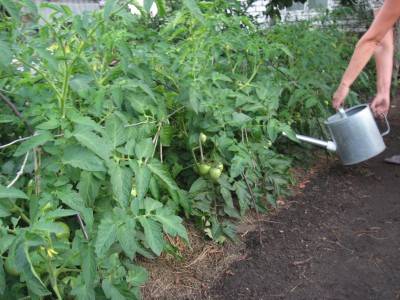 Fertilizing tomatoes with phosphorus