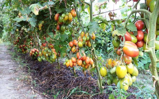 Fertilizing tomatoes with yeast in a greenhouse