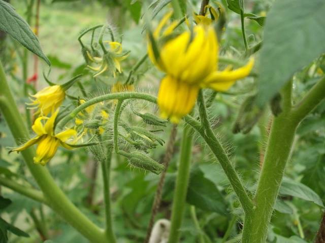 Fertilizing tomatoes with yeast in a greenhouse